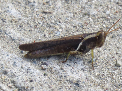 Omalotettix chapadensis