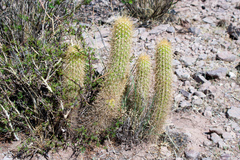 Trichocereus camarguensis