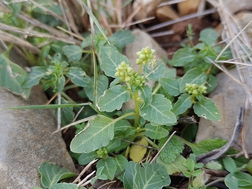 Mercurialis huetii