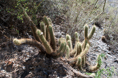 Trichocereus camarguensis
