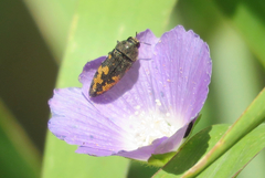 Acmaeodera setosa