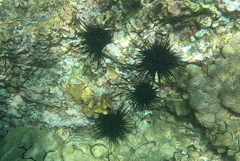 Echinothrix