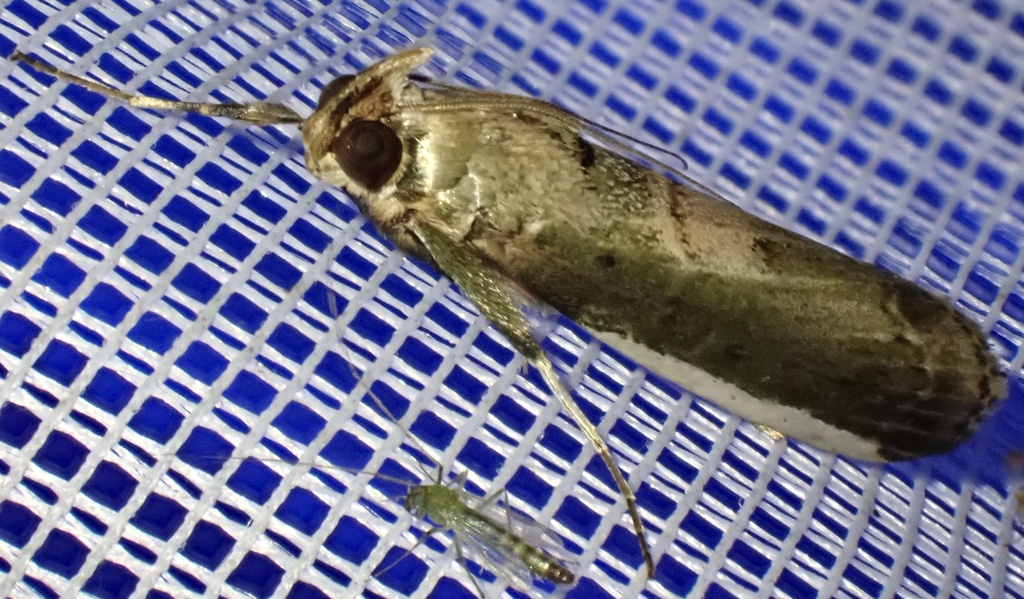 Carthara albicosta