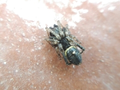 Steatoda ancorata