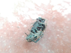 Steatoda ancorata