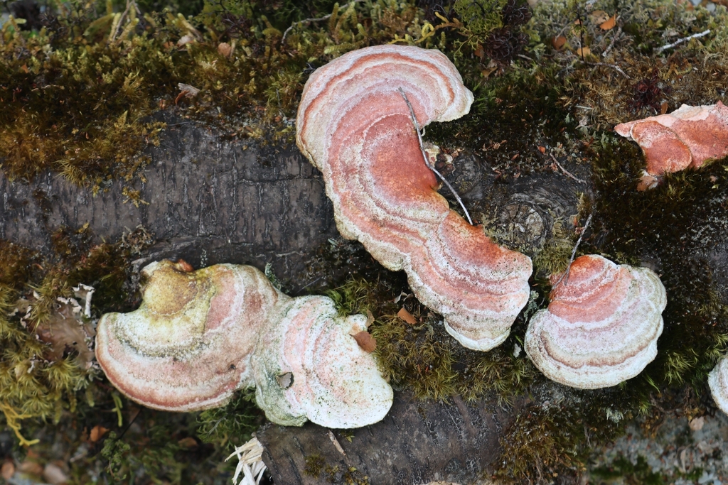 Trametes coccinea · January 2026 · photo: © twalcher (iNaturalist, cc-by)