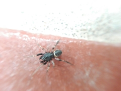 Steatoda ancorata