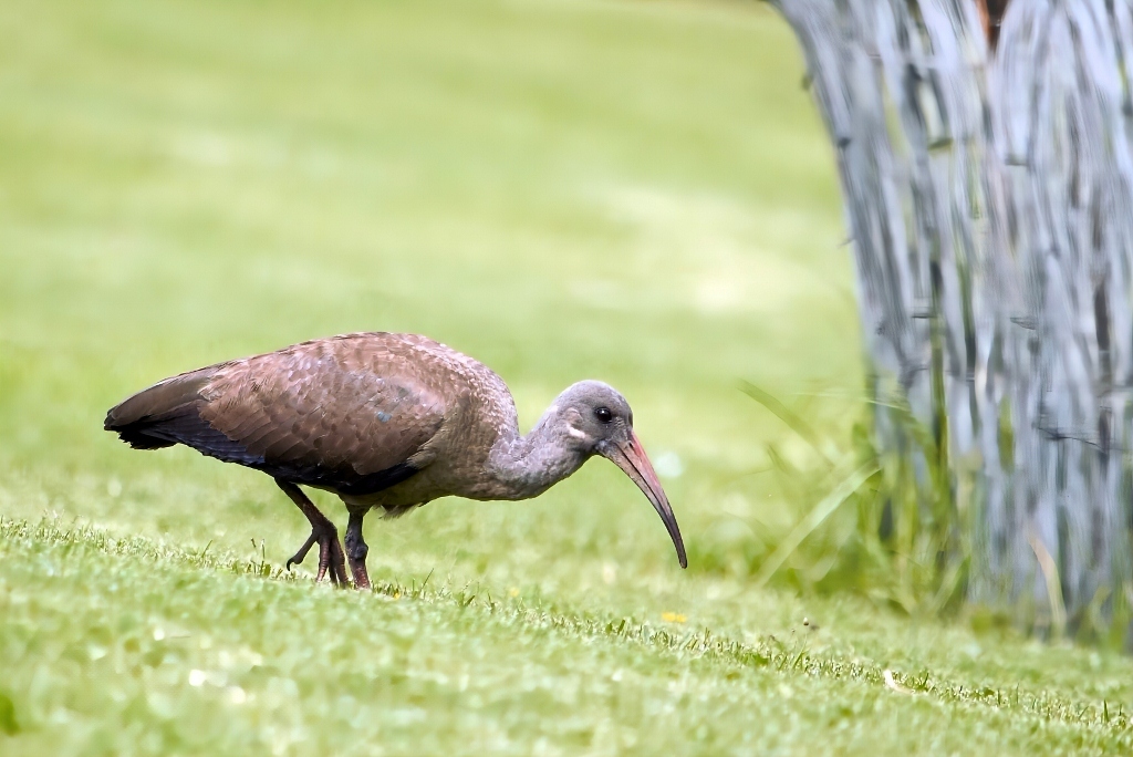 Hadada Ibis (Bostrychia hagedash), photo 1