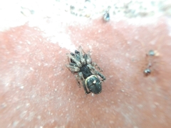 Steatoda ancorata