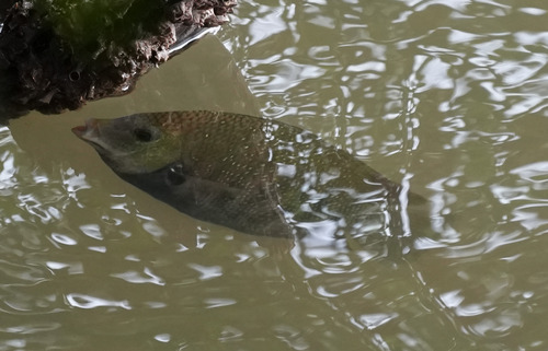 Banded etroplus (Etroplus suratensis) — Cichlidae — 4