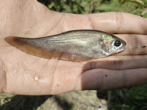 Asiatic knifefish (Notopterus notopterus) — Notopteridae — 3