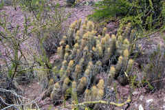 Trichocereus camarguensis
