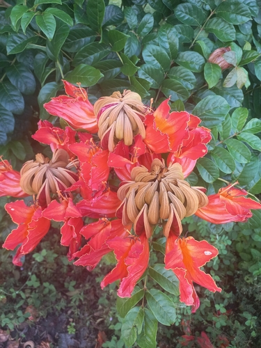 Spathodea campanulata