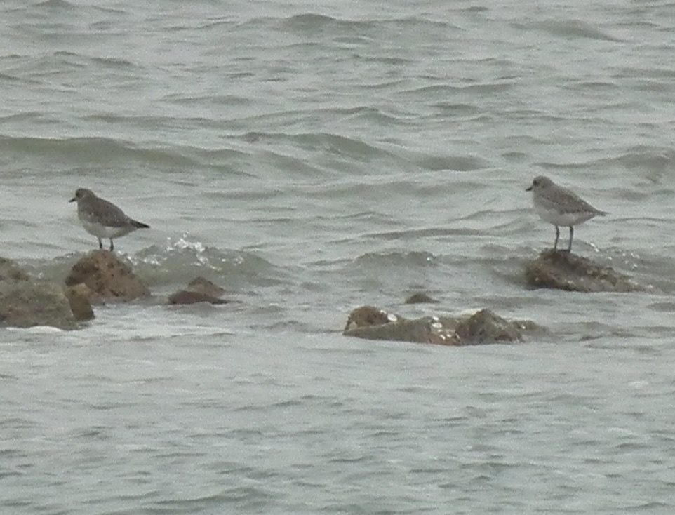 Pluvialis squatarola