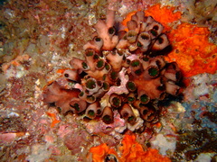 Tubastraea micranthus image