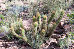 Trichocereus camarguensis