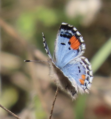 Sonoran Blue photo 3