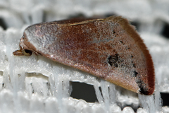 Mataeomera mesotaenia