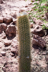 Trichocereus camarguensis