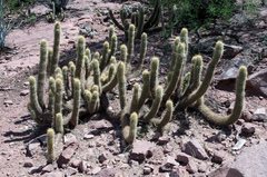 Trichocereus camarguensis