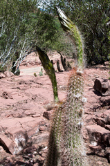 Trichocereus camarguensis