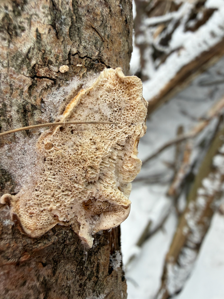 Coriolopsis trogii · January 2026 · photo: © t-mu (iNaturalist, cc-by)