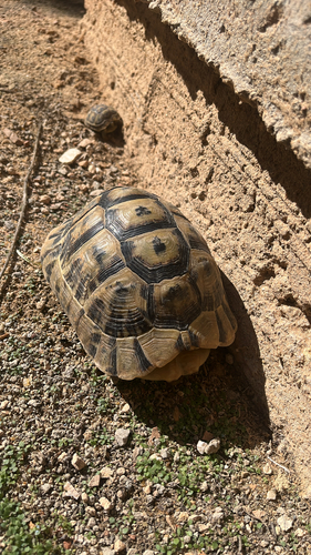 Nabeul Tortoise