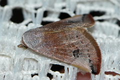 Mataeomera mesotaenia