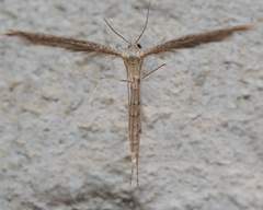Lioptilodes albistriolatus
