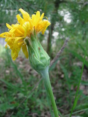 Scorzonera glabra