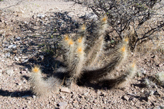 Trichocereus camarguensis