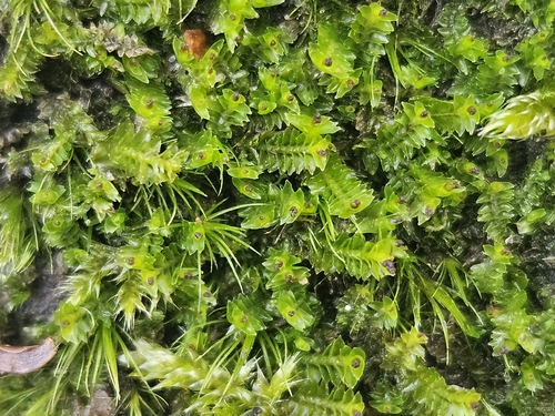 Large Cut Notchwort (Tritomaria exsectiformis)