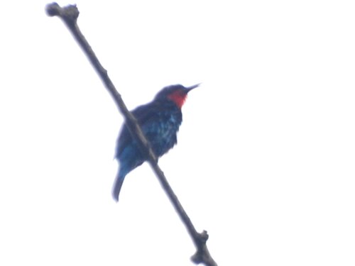 Black Bee-eater