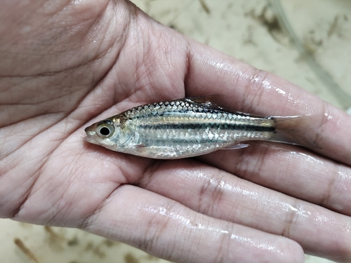 Melon barb (Desmopuntius johorensis) — Cyprinidae — 3