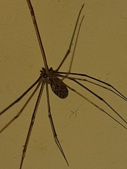 Pholcidae