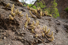Trichocereus camarguensis
