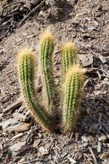 Trichocereus camarguensis