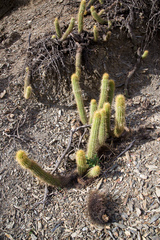 Trichocereus camarguensis