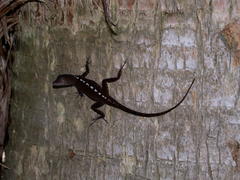 Anolis scriptus