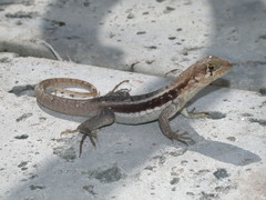 Leiocephalus psammodromus