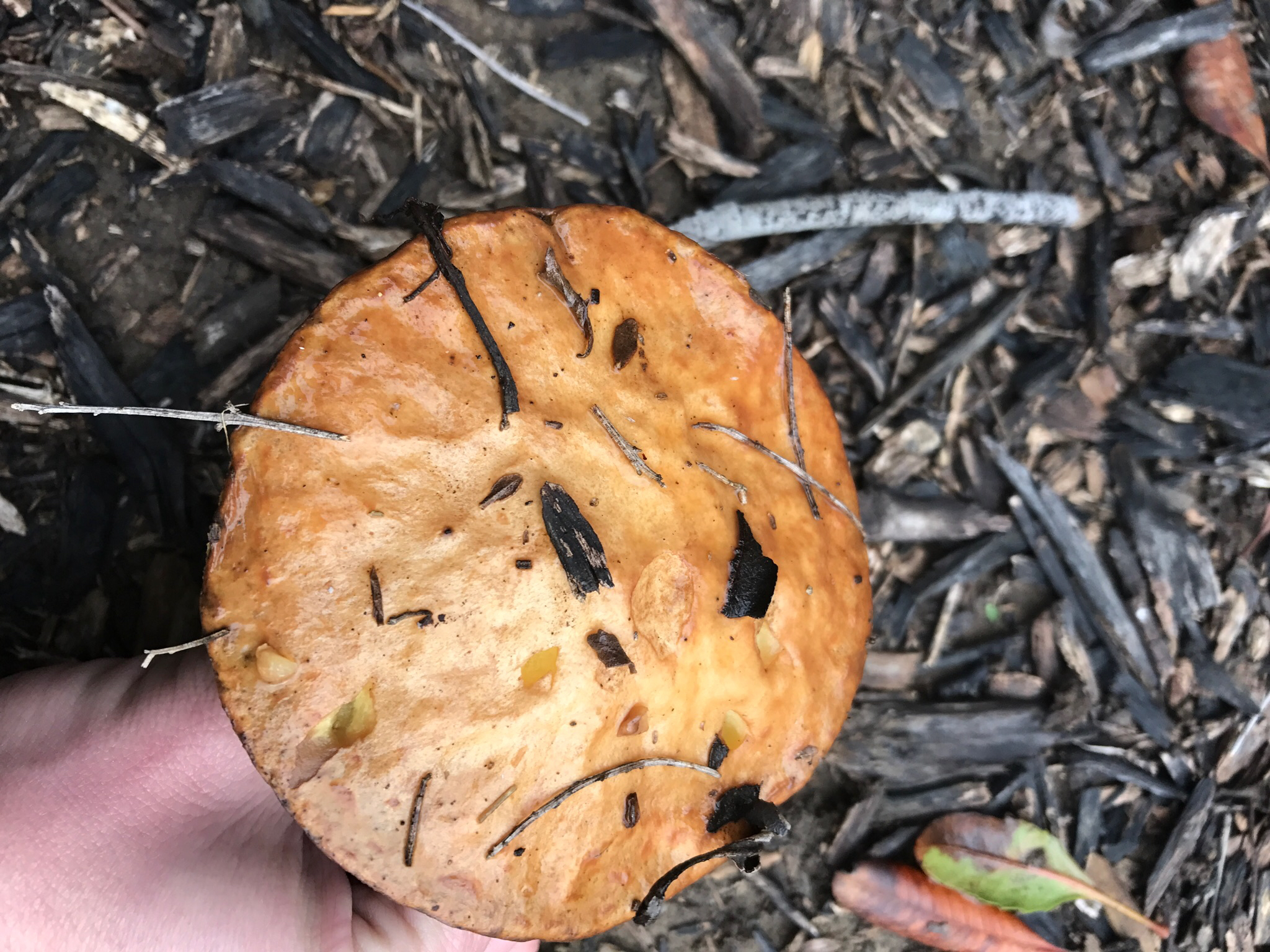 Suillus pungens image