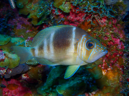 Bad lucks (Hypoplectrus puella) — Serranidae