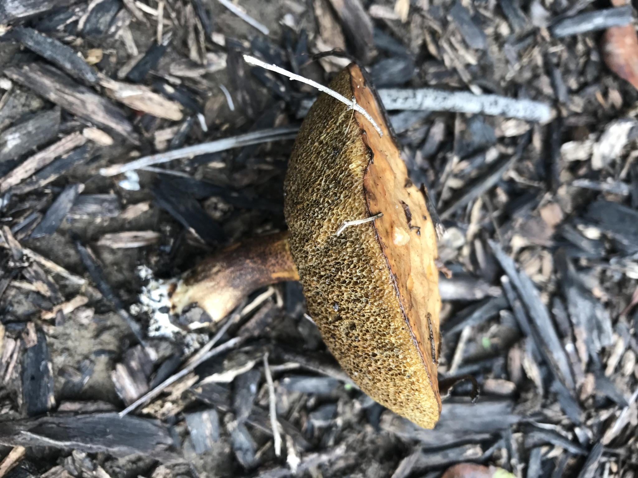 Suillus pungens image