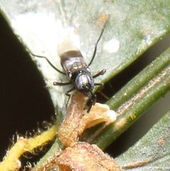 Homalotylus