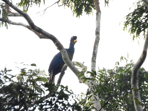 Great Blue Turaco