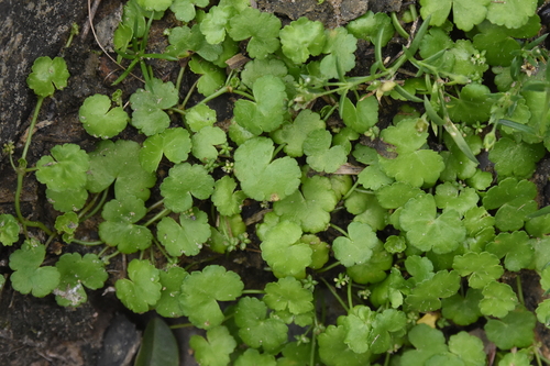 Hydrocotyle tuberifera iNat (1)