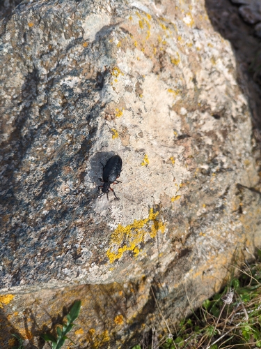 Meloe erythrocnemus