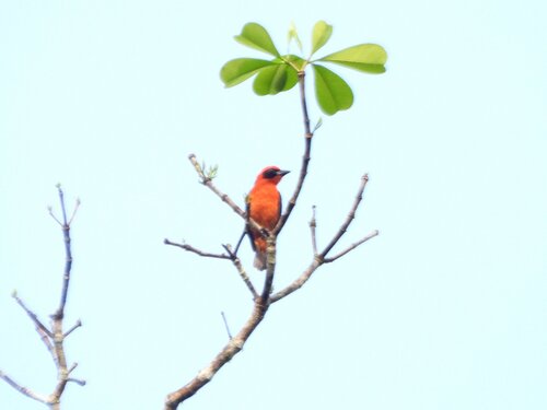 Red-bellied Malimbe