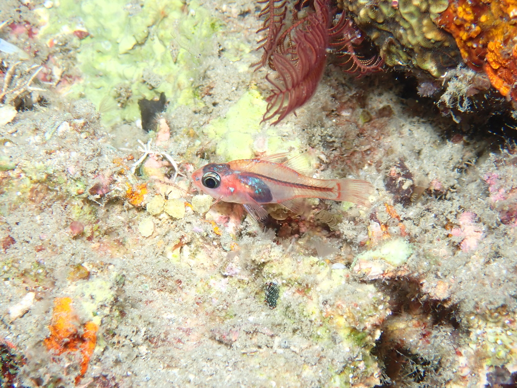 Flame cardinalfish (Apogon doryssa) — Apogonidae
