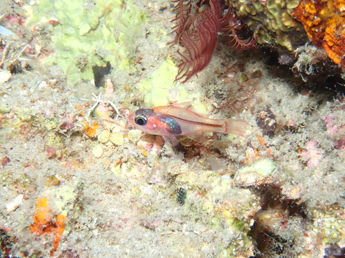Flame cardinalfish (Apogon doryssa) — Apogonidae